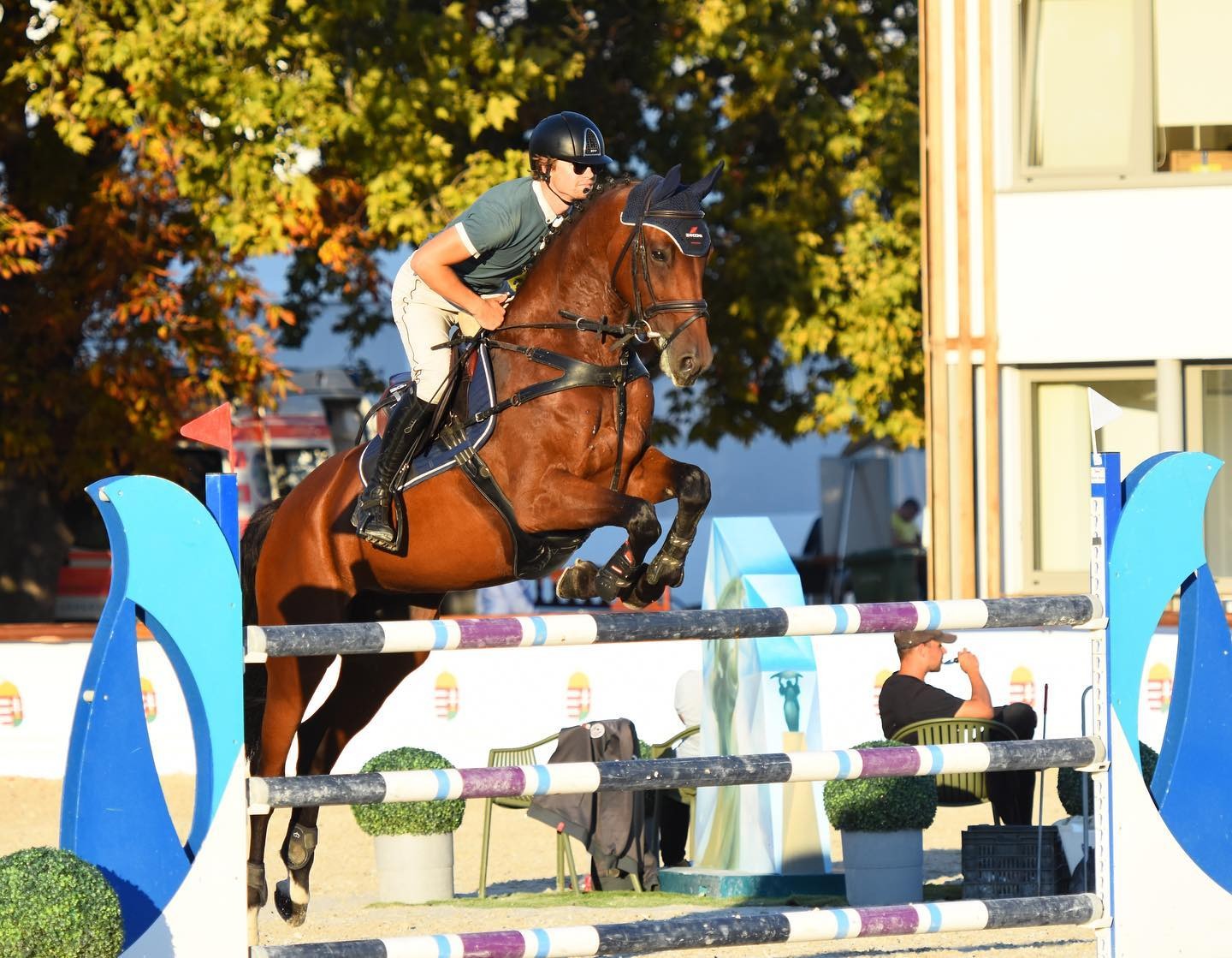 Skúsený športový kôň v parkúre